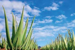 ALOE VERA ESSENS + BOSWELLIA.