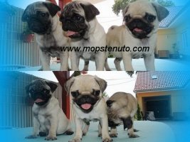 Mops