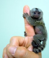 Marmoset opice na prijatie.