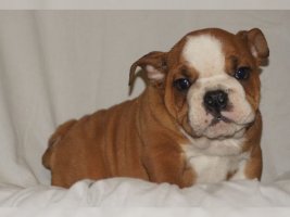 Anglický buldog/bulldog,English buldog