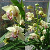 Cymbidium orchidea