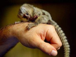 Baby Marmoset opice na prijatie