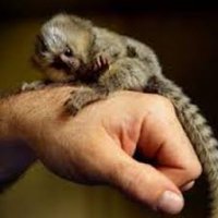 Baby opice marmoset na prijatie.