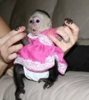 Baby opice capuchin na prijatie.