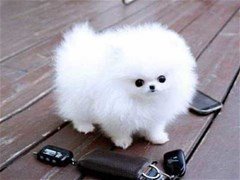 Mini Pomeranian