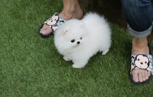 2 Mini Pomeranian