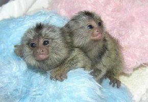 2 Marmoset opice pre nový domov.