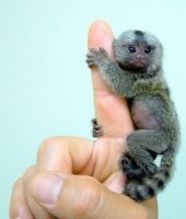 Marmoset opice pre prijatie