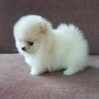 Pomeranian spitz