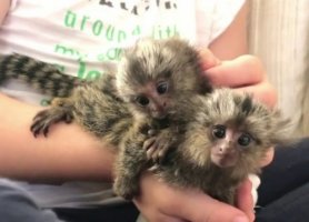 Opice MARMOSET pre adopciu