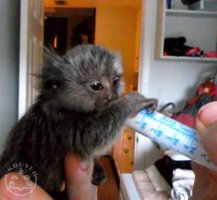 Marmoset opice