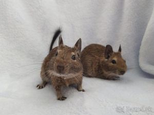 Osmak Degu