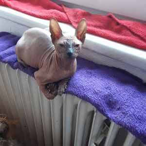 Don Sphynx Mačiatka